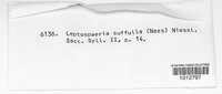 Leptosphaeria suffulta image